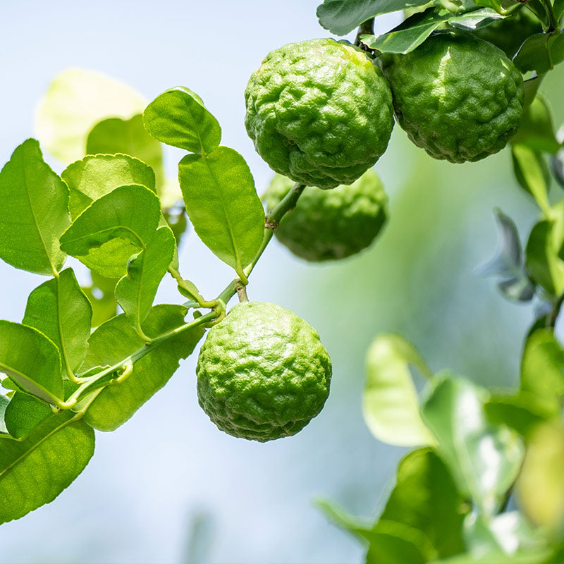 BERGAMOT PERFUMES
