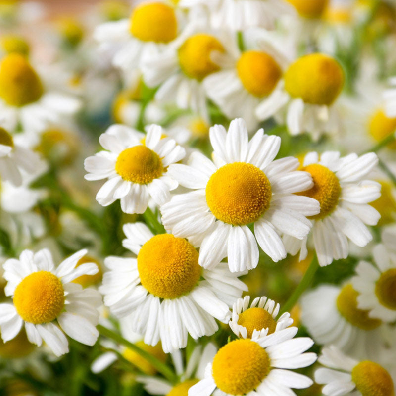 CHAMOMILE PERFUMES