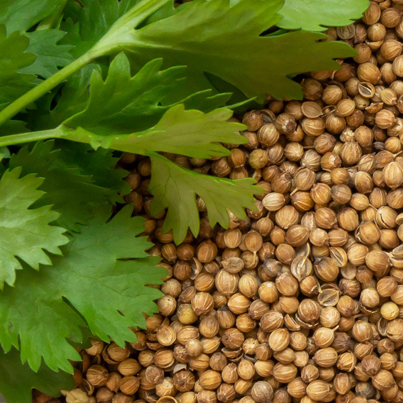 CORIANDER PERFUMES