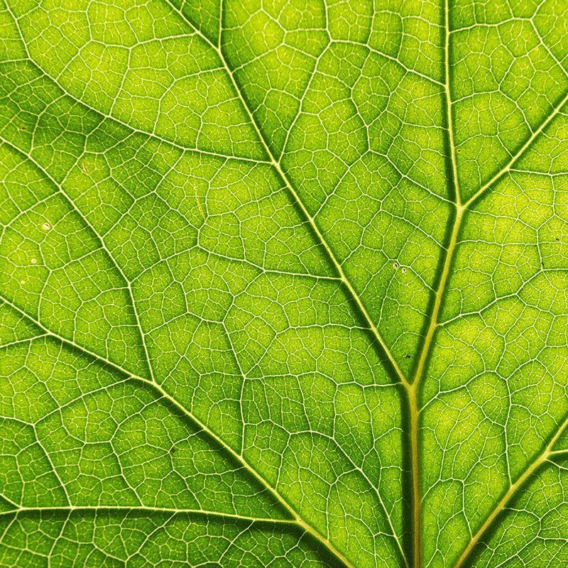 FIG LEAF & FIG WOOD PERFUMES