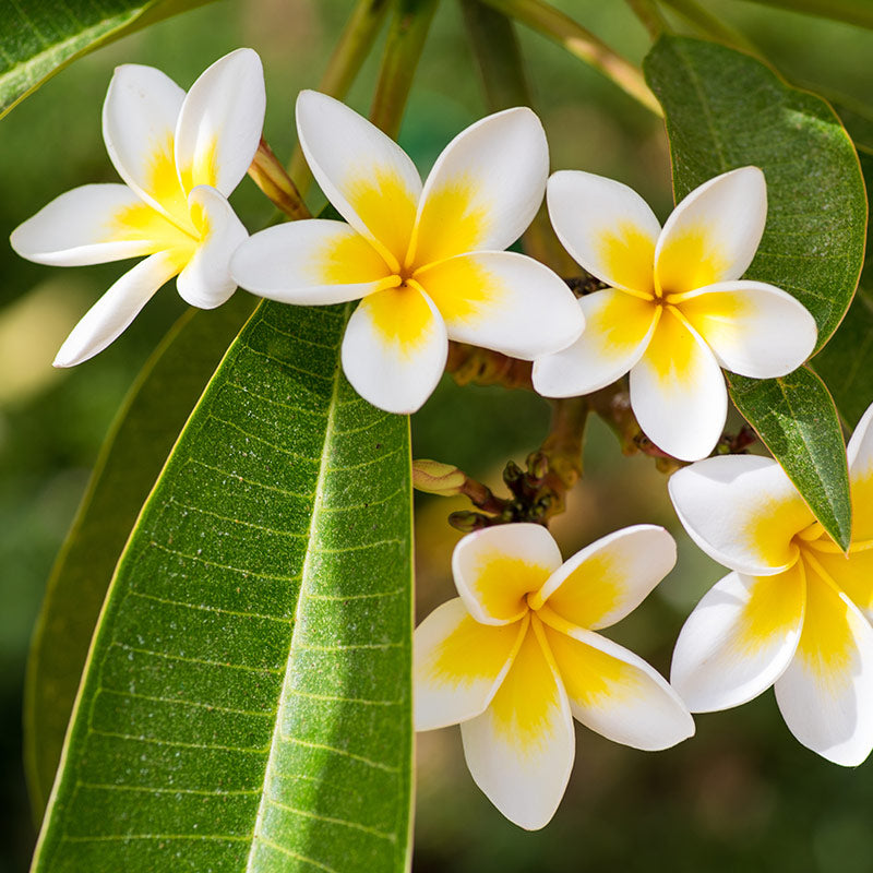 FRANGIPANI PERFUMES
