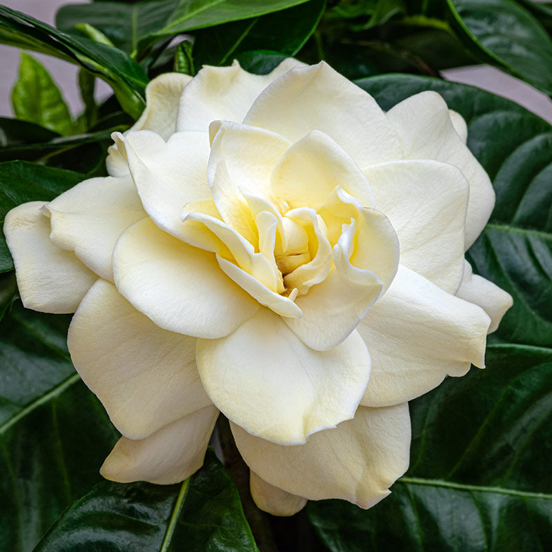 GARDENIA PERFUMES