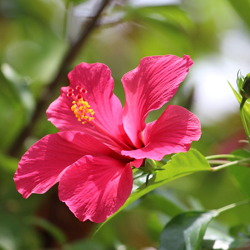 HIBISCUS PERFUMES