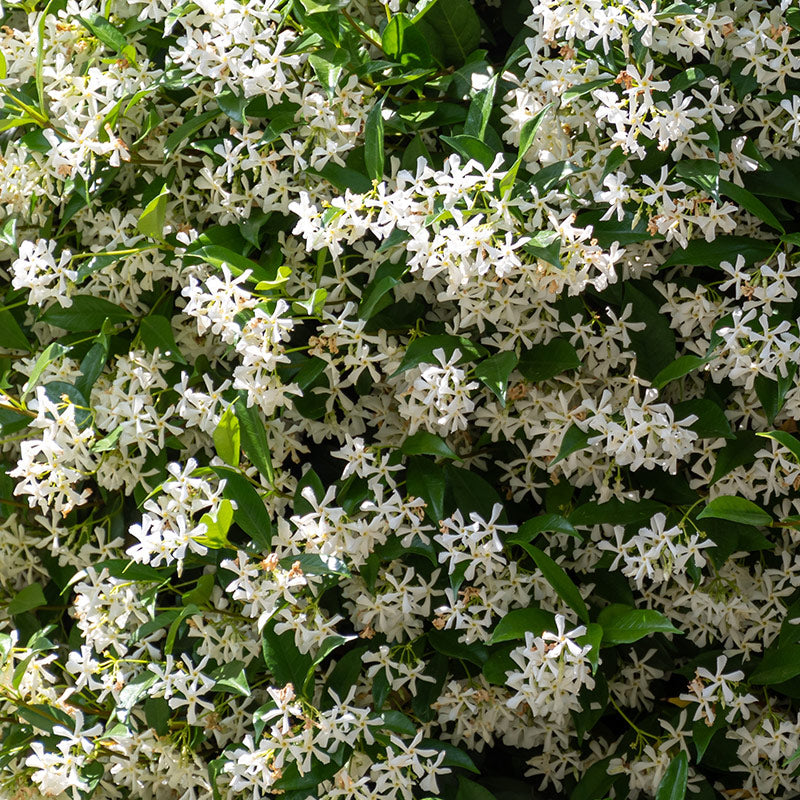 JASMINE PERFUMES