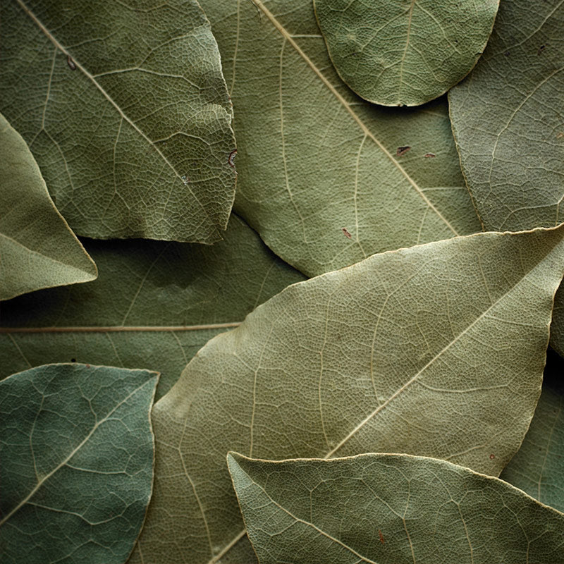 BAY LEAF PERFUMES