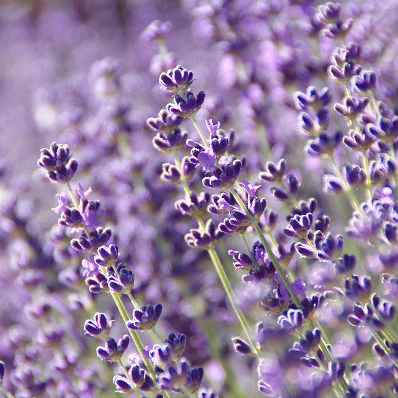 LAVENDER PERFUMES