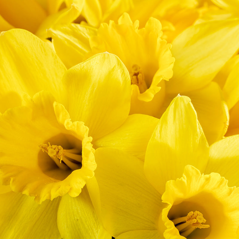 DAFFODIL PERFUMES