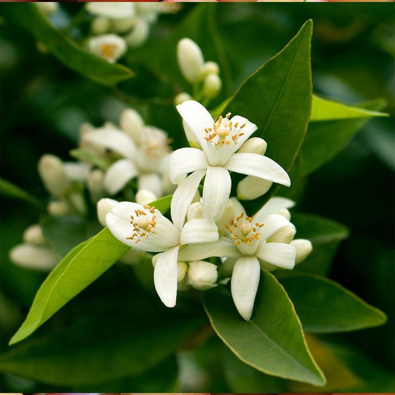 NEROLI PERFUMES