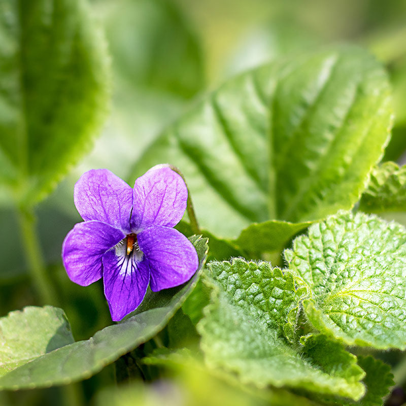 VIOLET LEAF PERFUMES