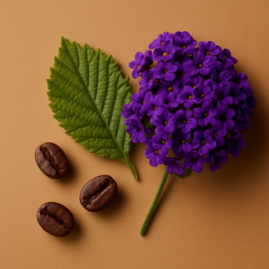 En grupp av livfulla lila heliotropblommor, ett grönt blad och tre mörkrostade kaffebönor på en brun bakgrund.