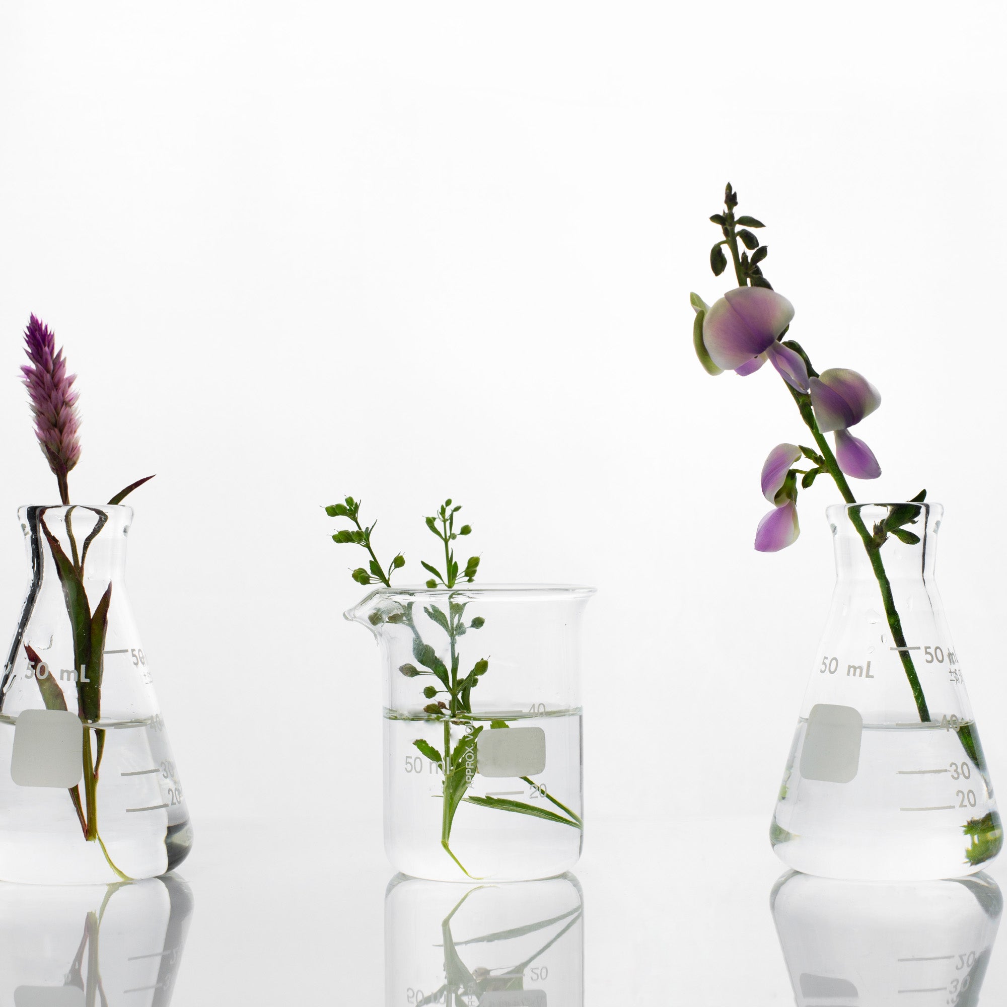 DEP vs. Triethyl Citrate: Why We’re Switching – And What It Means for Your Perfume Dupes