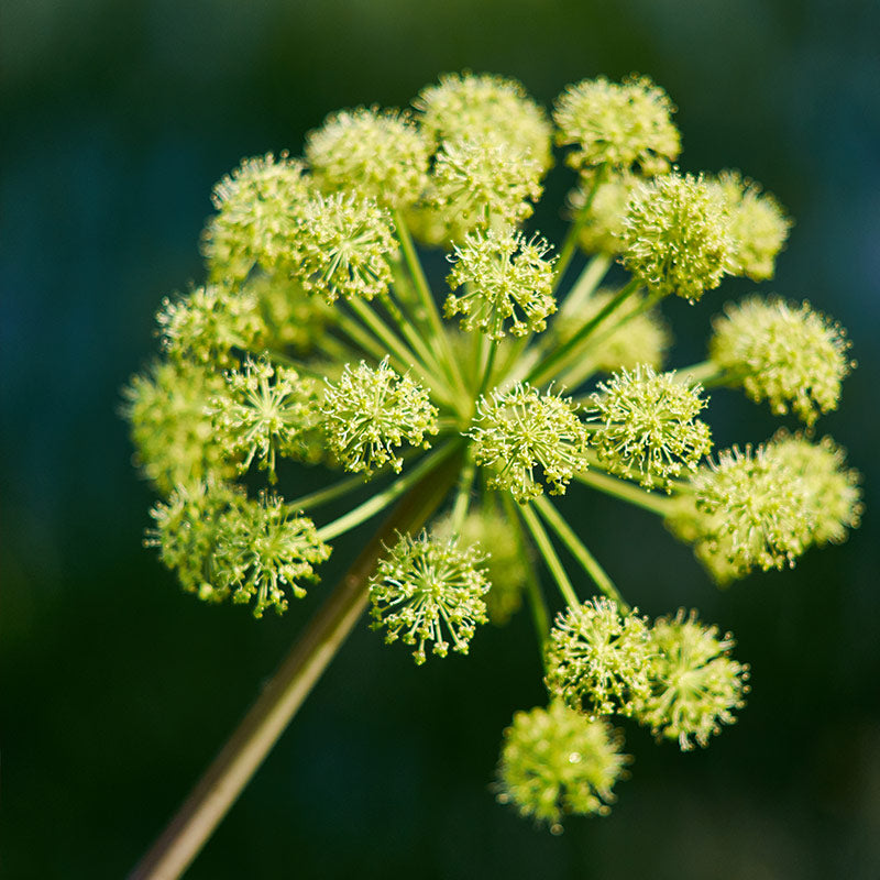 ANGELICA PERFUMES