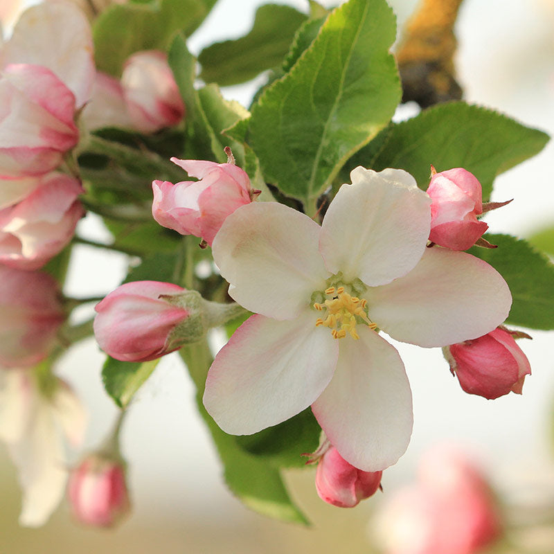 FRUIT BLOSSOM PERFUMES
