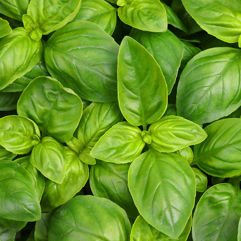 BASIL PERFUMES