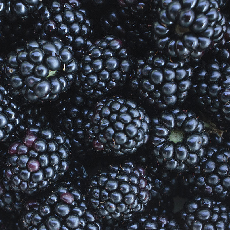 BLACKBERRY PERFUMES