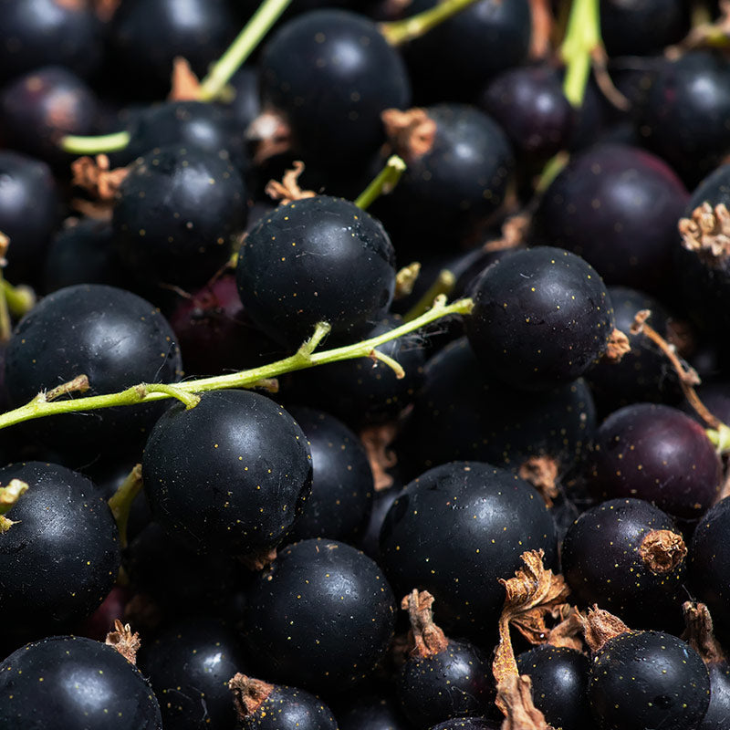 BLACKCURRANT PERFUMES