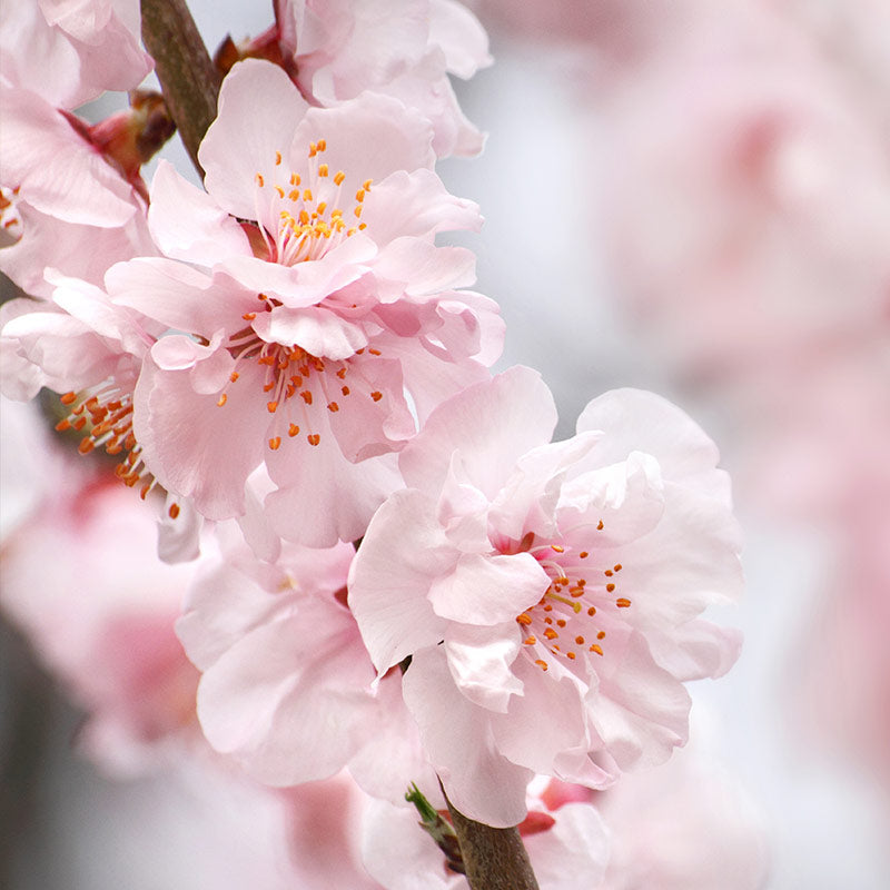 CHERRY BLOSSOM PERFUMES