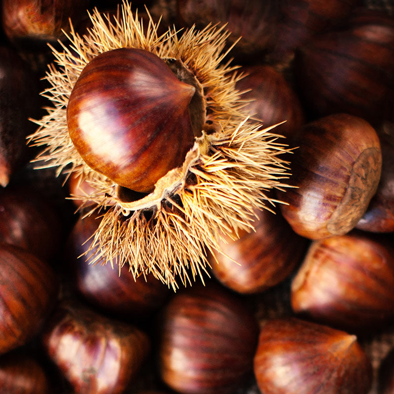 CHESTNUT PERFUMES