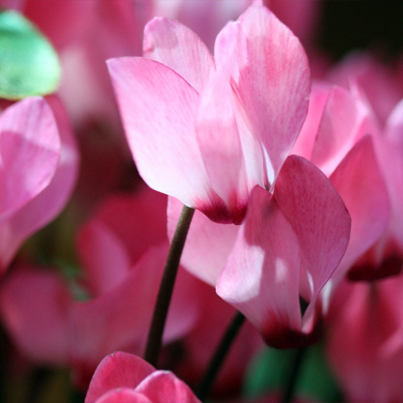 CYCLAMEN PERFUMES