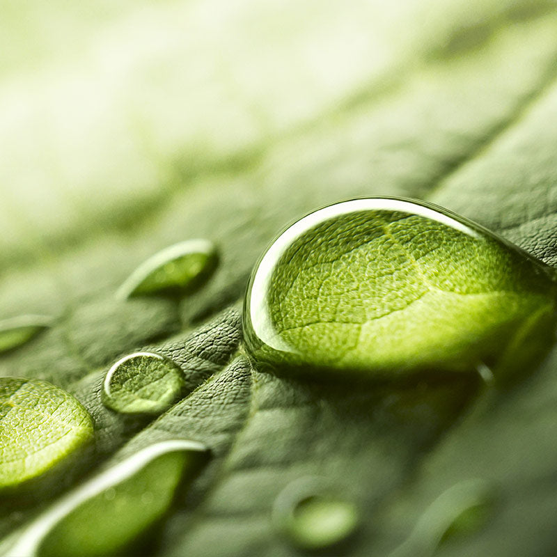 GRASS, LEAFS & GREEN NOTES PERFUMES
