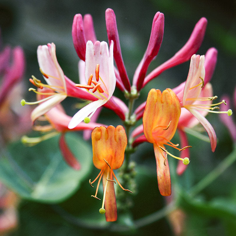 HONEYSUCKLE & RANGOON CREEPER PERFUMES