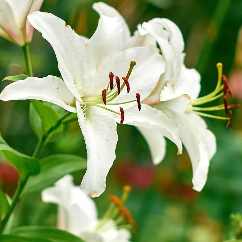 LILY PERFUMES