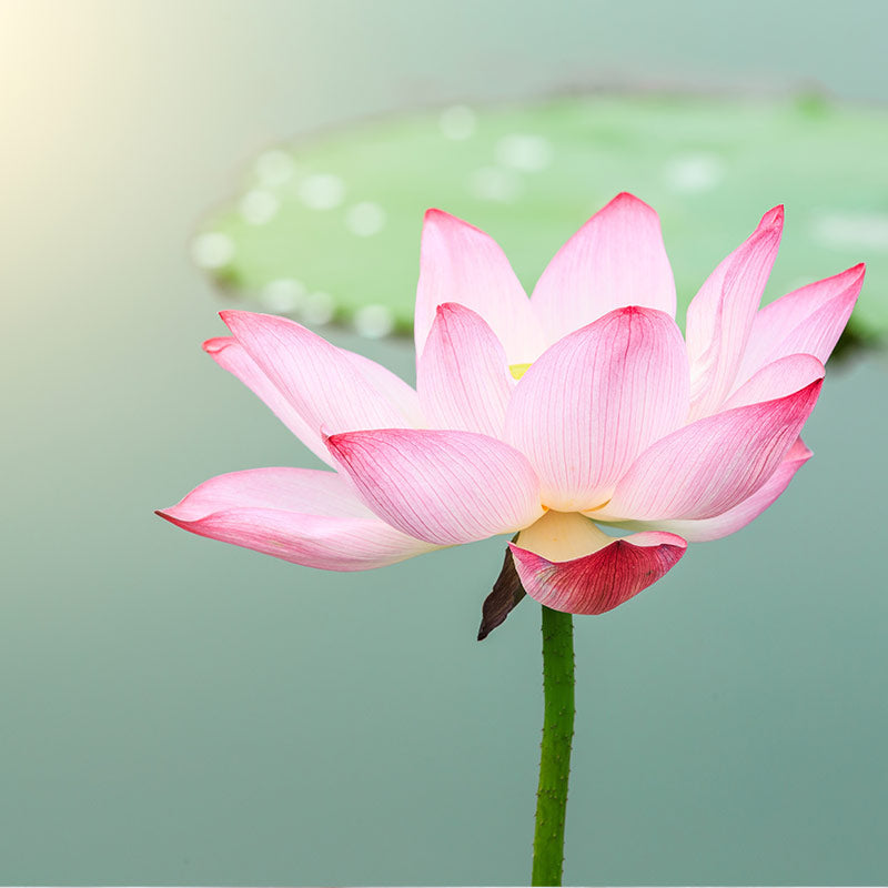 LOTUS & WATER LILY PERFUMES