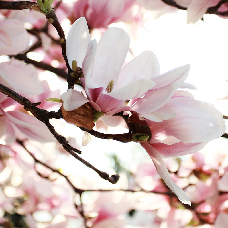 MAGNOLIA PERFUMES