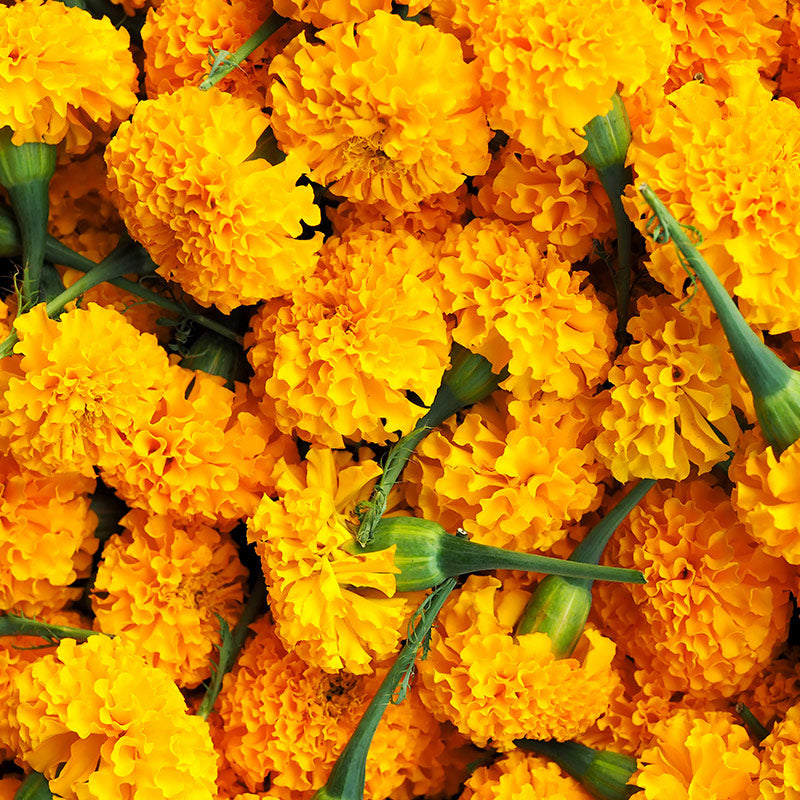 MARIGOLD PERFUMES