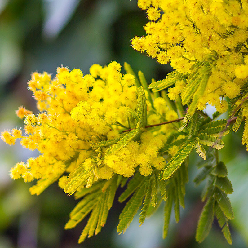 MIMOSA PERFUMES