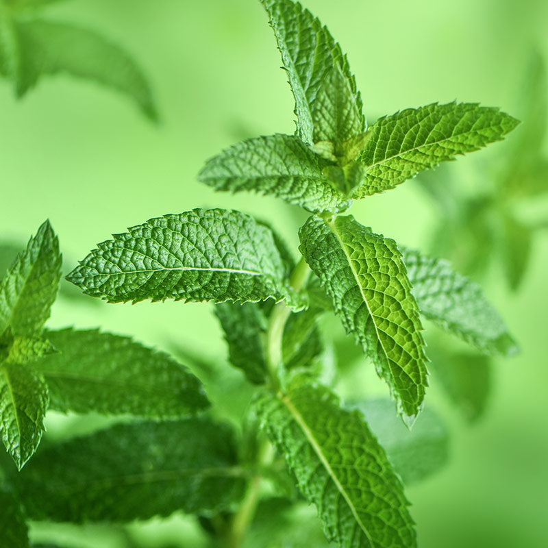 MINT PERFUMES