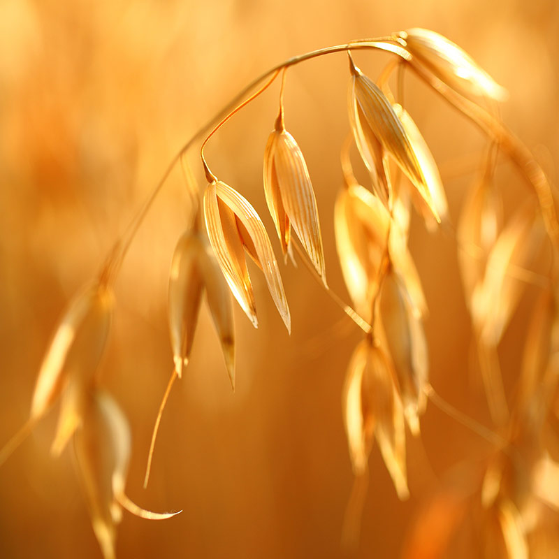 OATS, WHEAT & BARLEY PERFUMES