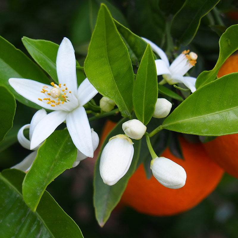 ORANGEBLOSSOM PERFUMES