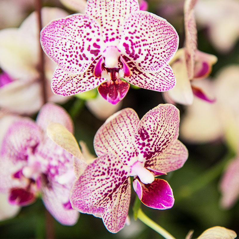 ORCHID PERFUMES