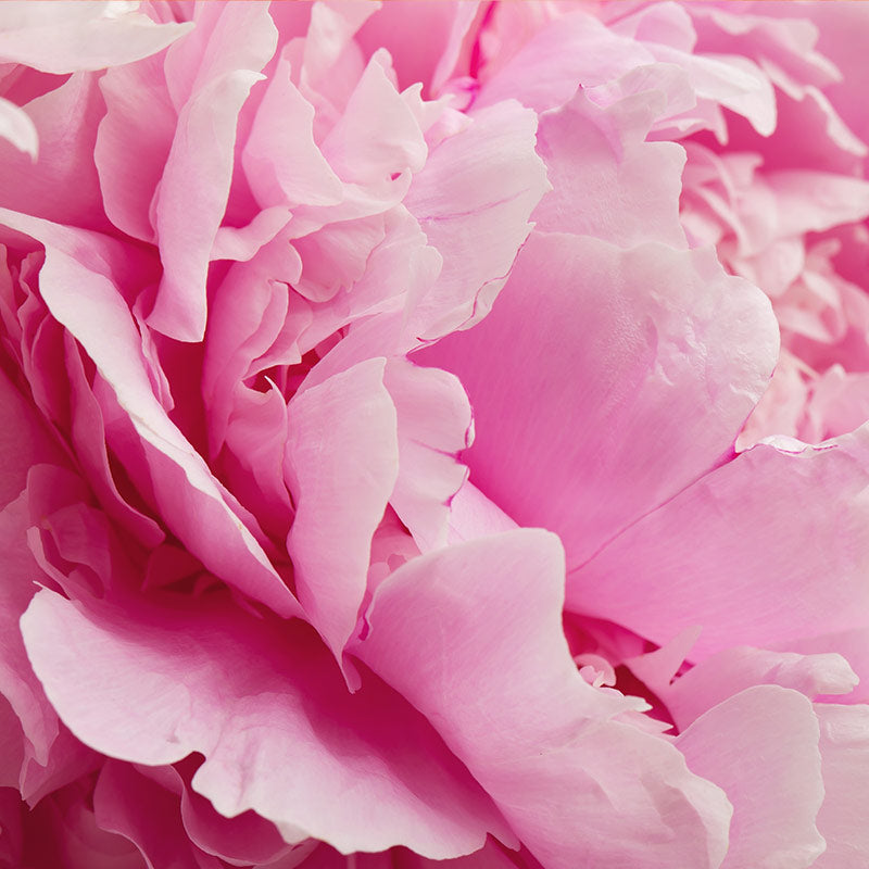 PEONY PERFUMES