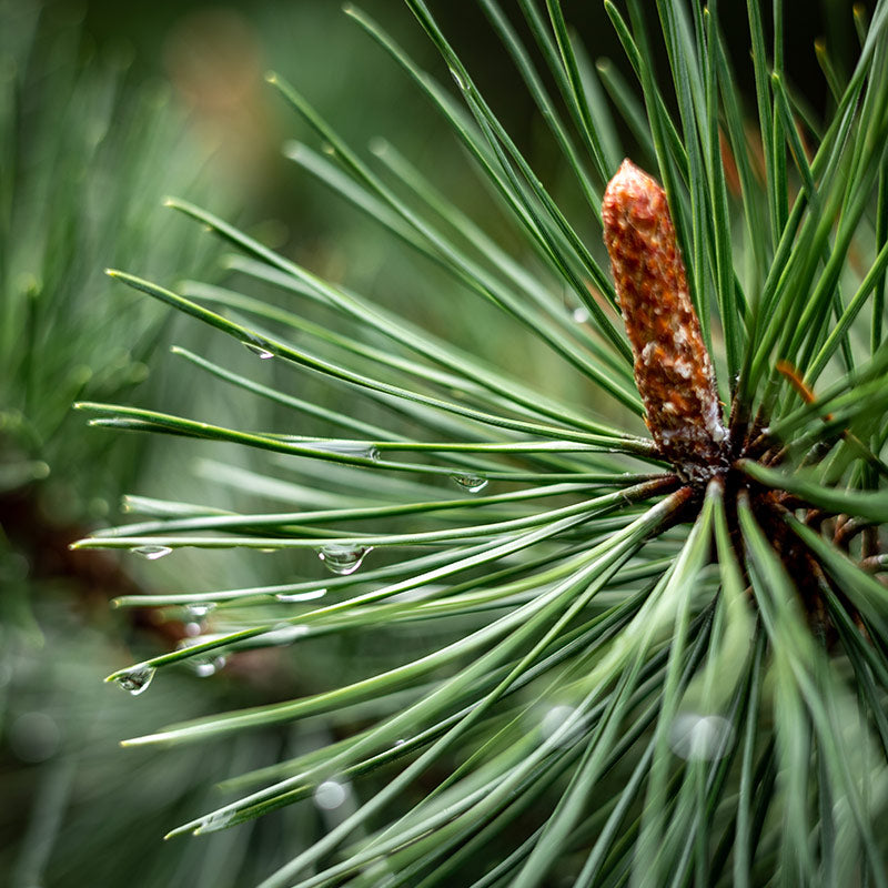 CONIFER PERFUMES