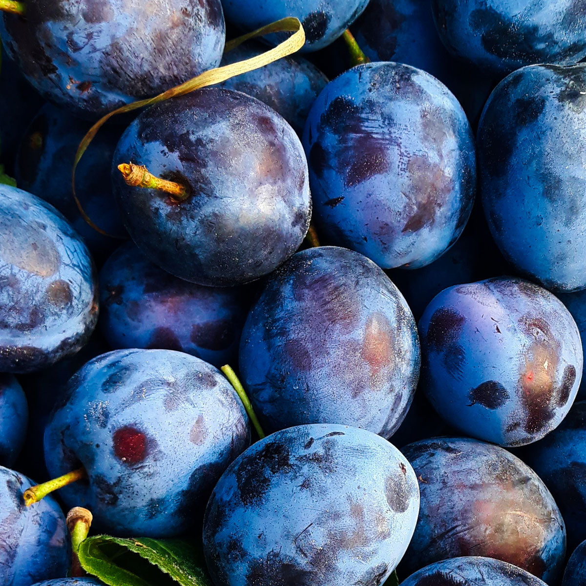 PLUM PERFUMES