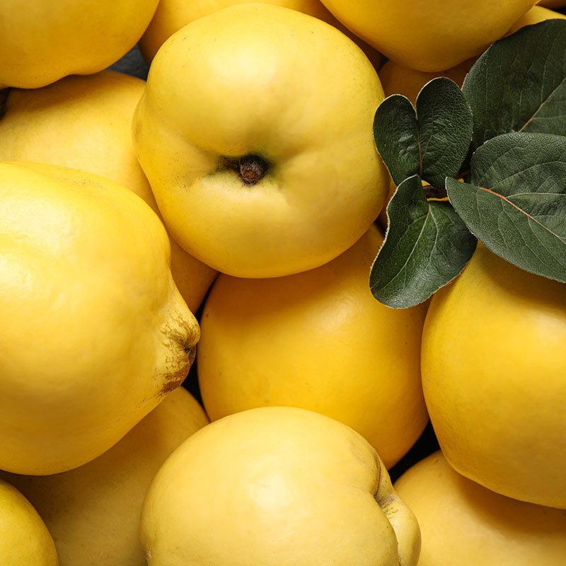 QUINCE PERFUMES