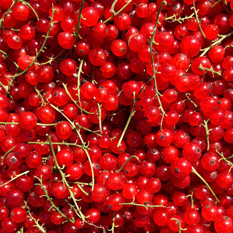 RED CURRANT PERFUMES