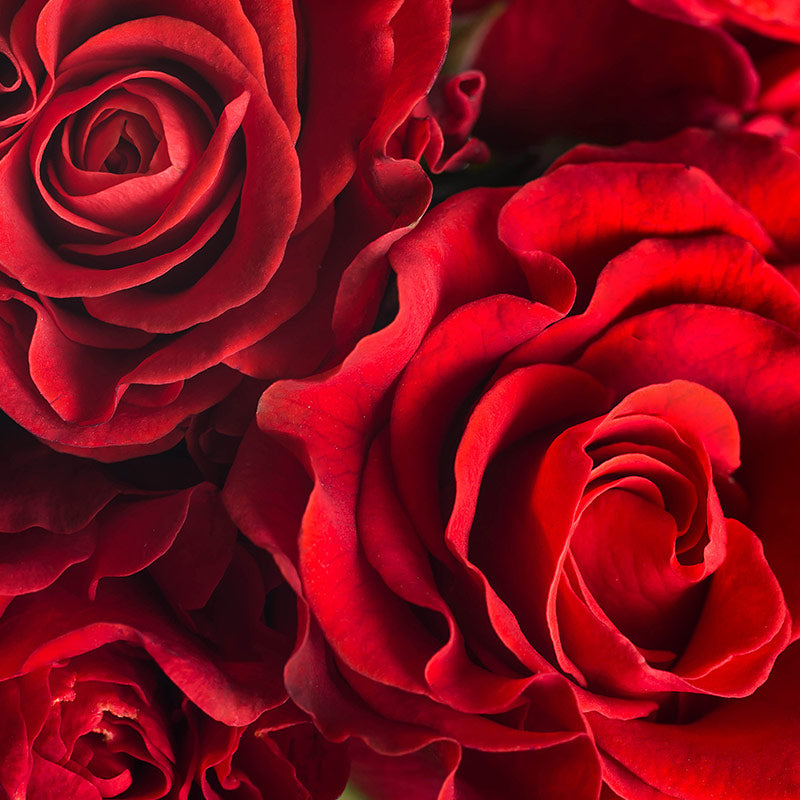 ROSE PERFUMES