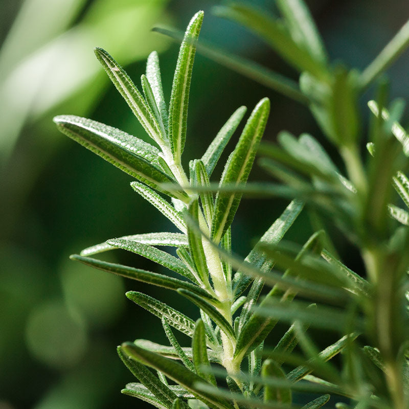 ROSEMARY PERFUMES