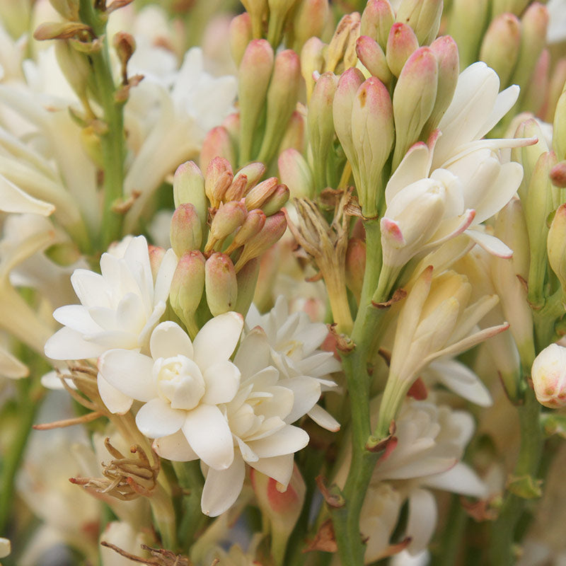 TUBEROSE PERFUMES